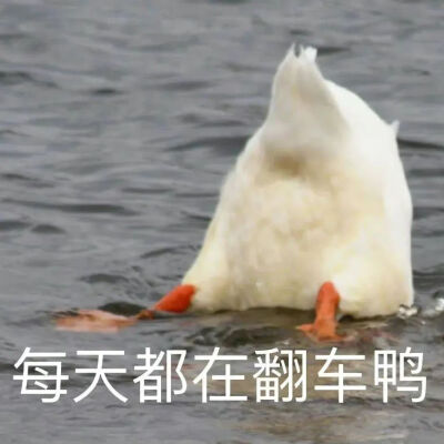 表情包