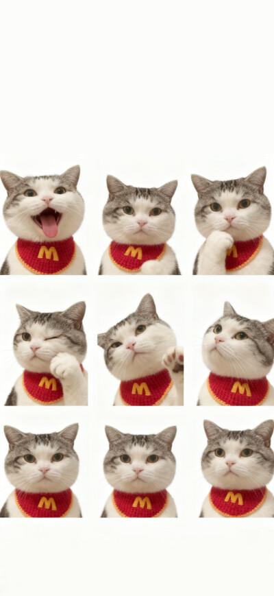 猫咪