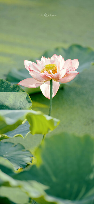 手机壁纸