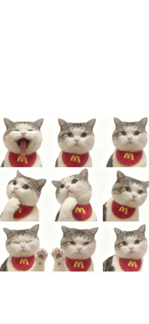猫咪