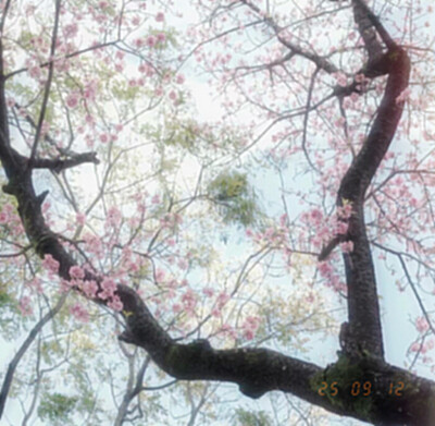 世界说痛苦是场雨