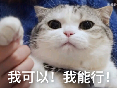 文字：我可以！我能行！
猫 喵喵 高清 表情包