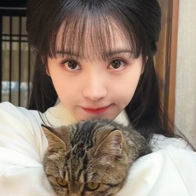 图上有几只猫？