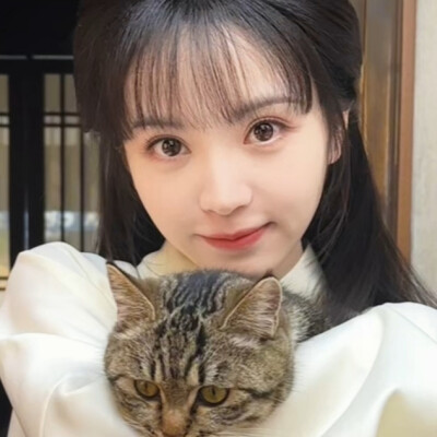 图上有几只猫？