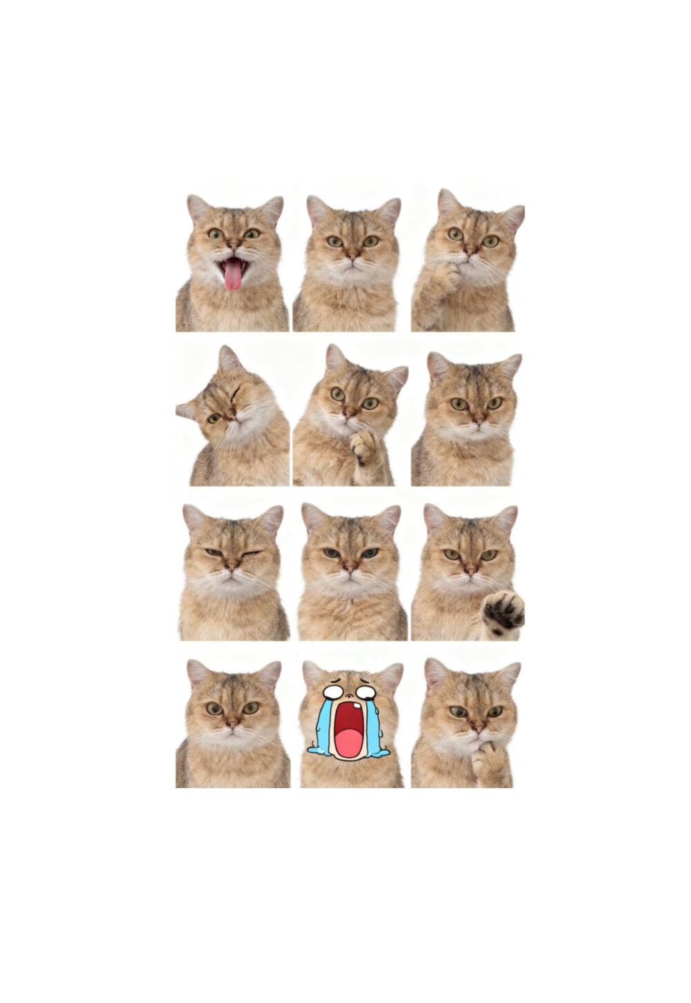 猫猫 iPhone 壁纸