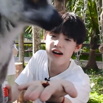 禹禹小草