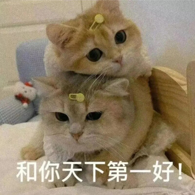 表情包