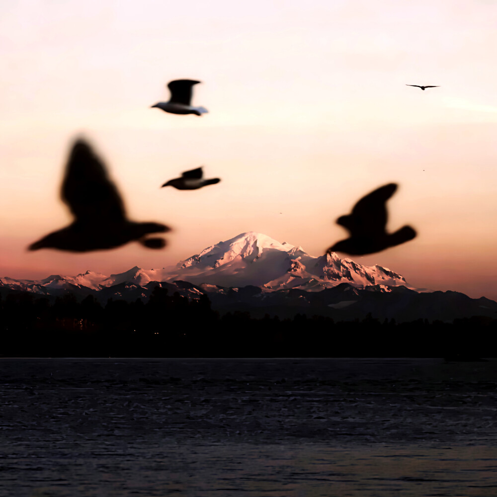 青鸟计划のBluebird Project《淮树岭》