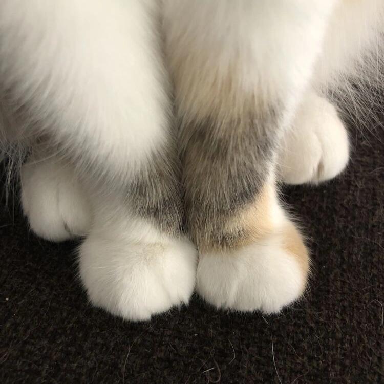 ✧⁺⸜(●˙▾˙●)⸝⁺✧