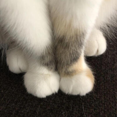 ✧⁺⸜(●˙▾˙●)⸝⁺✧