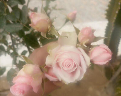 Silken Bloom（丝绸绽放）
