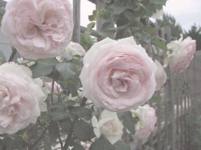 Silken Bloom（丝绸绽放）