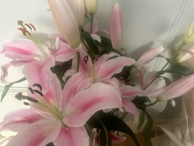 Silken Bloom（丝绸绽放）