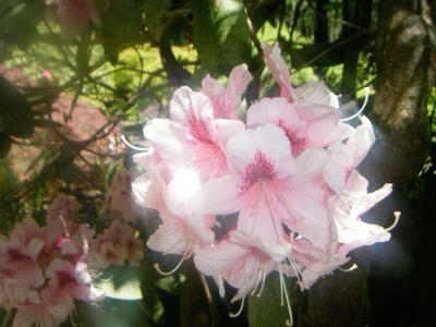 Silken Bloom（丝绸绽放）