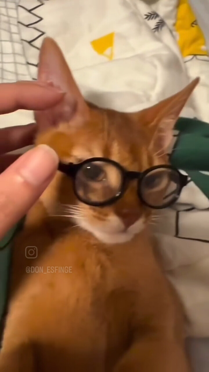眼镜猫猫