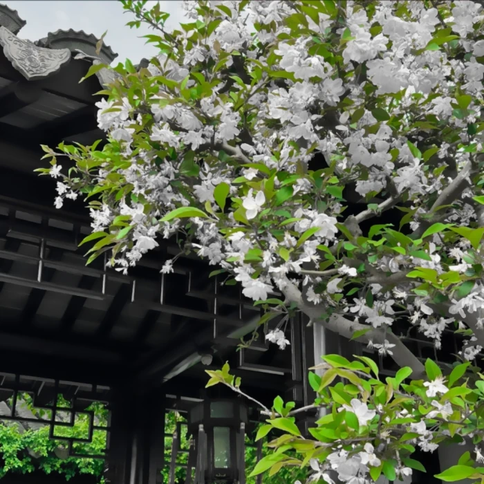 只愿君心似我心 定不负相思意