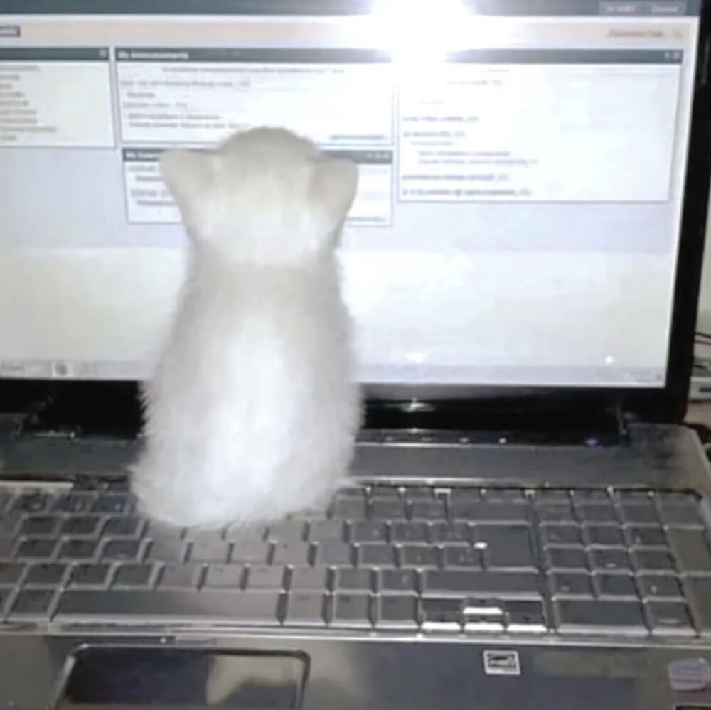 ✧⁺⸜(●˙▾˙●)⸝⁺✧