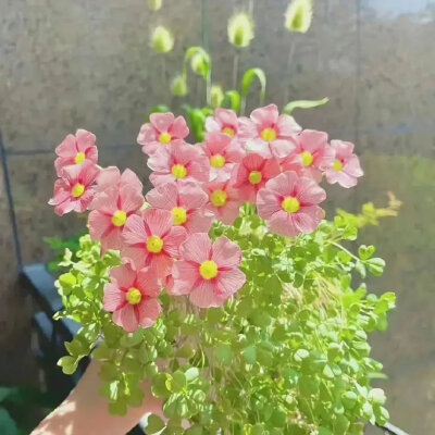 粉色*背景图