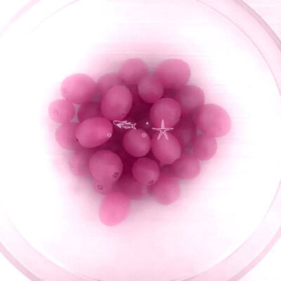 
Pink Fantasy、핑크·甜粉少女*…《樱花粉》