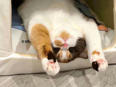iPad壁纸
