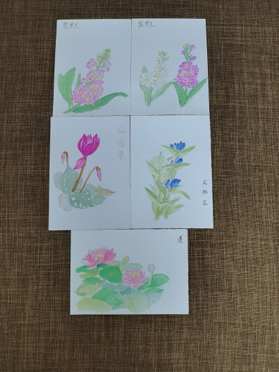 绘画 | 水彩 | 果花甘04
花影婆娑，暗香萦秀，琼浆凝露，翡点翠叠。
清透的水彩植物，有花卉和蔬果。
还是2018年，大三暑假。这样的水彩植物画了很多张。
铅笔游走在纸上，留下黑灰色的印记。
毛笔沾了颜料，再沾…