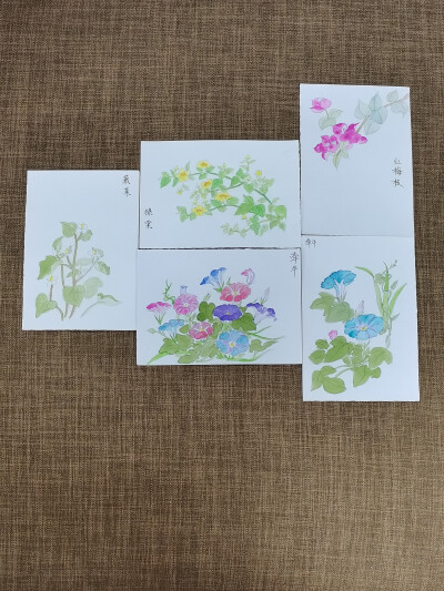 绘画 | 水彩 | 果花甘04
花影婆娑，暗香萦秀，琼浆凝露，翡点翠叠。
清透的水彩植物，有花卉和蔬果。
还是2018年，大三暑假。这样的水彩植物画了很多张。
铅笔游走在纸上，留下黑灰色的印记。
毛笔沾了颜料，再沾…