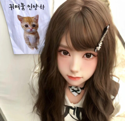 寻猫启示