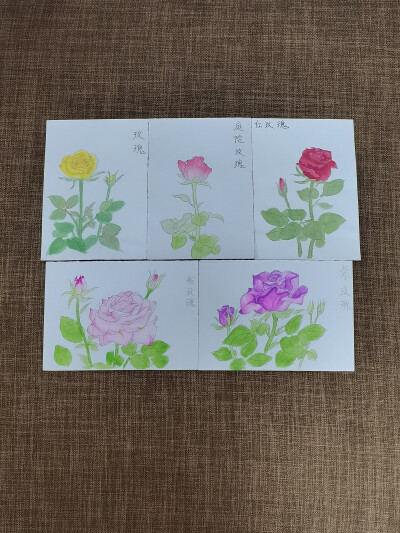 绘画 | 水彩 | 果花甘04
花影婆娑，暗香萦秀，琼浆凝露，翡点翠叠。
清透的水彩植物，有花卉和蔬果。
还是2018年，大三暑假。这样的水彩植物画了很多张。
铅笔游走在纸上，留下黑灰色的印记。
毛笔沾了颜料，再沾…