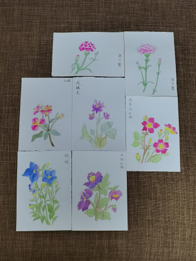 绘画 | 水彩 | 果花甘04
花影婆娑，暗香萦秀，琼浆凝露，翡点翠叠。
清透的水彩植物，有花卉和蔬果。
还是2018年，大三暑假。这样的水彩植物画了很多张。
铅笔游走在纸上，留下黑灰色的印记。
毛笔沾了颜料，再沾…