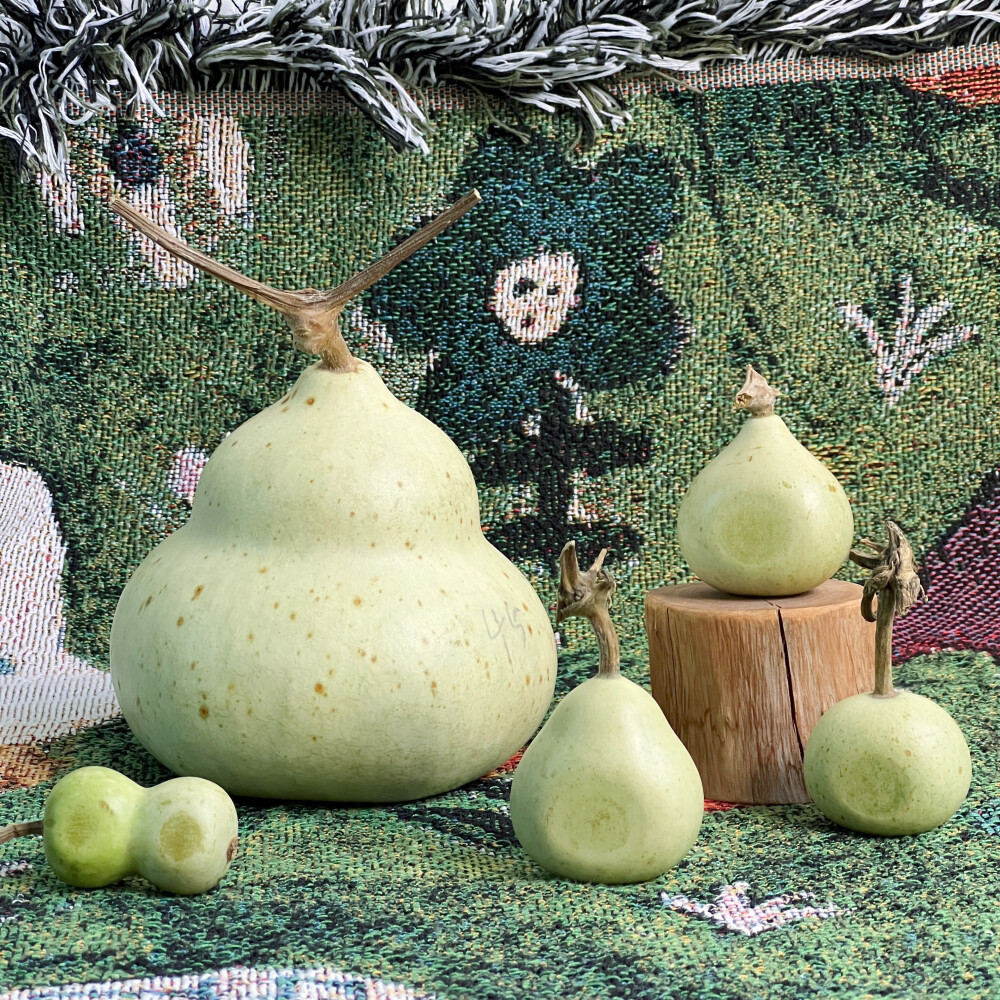 1、今年的青皮葫芦成熟了，从左到右依次是蝴蝶结扁、大天坛墩、小梨子扁、小栗子扁和小苹果扁
2～9，部分已售和有现货的做工小葫芦们～