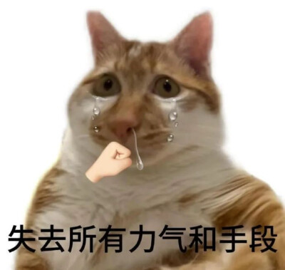 表情包大杂烩