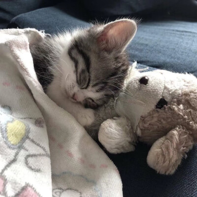 可爱猫咪表情包