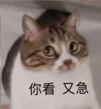 表情包大杂烩