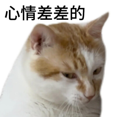 表情包大杂烩