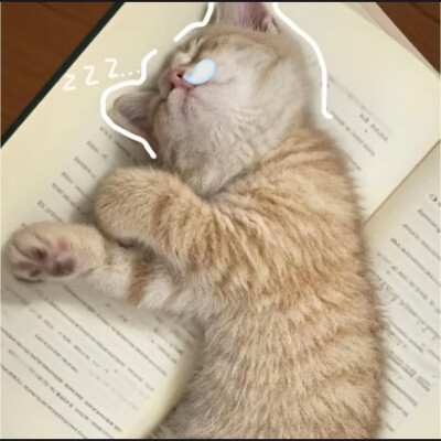 可爱猫咪表情包