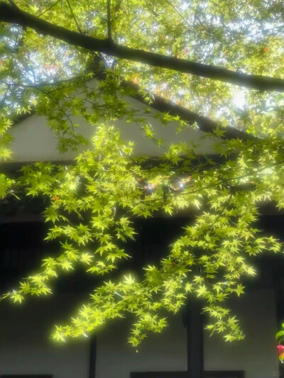 雨天：小清新女头像