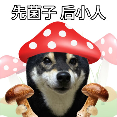 柴犬谐音梗表情包