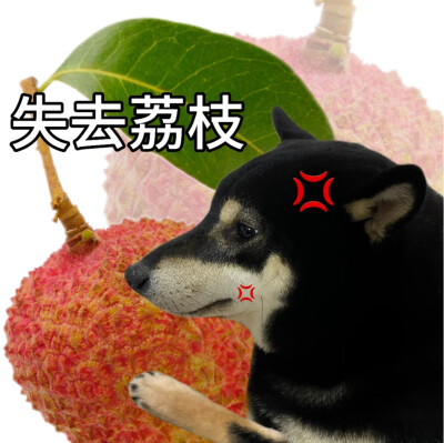 柴犬谐音梗表情包