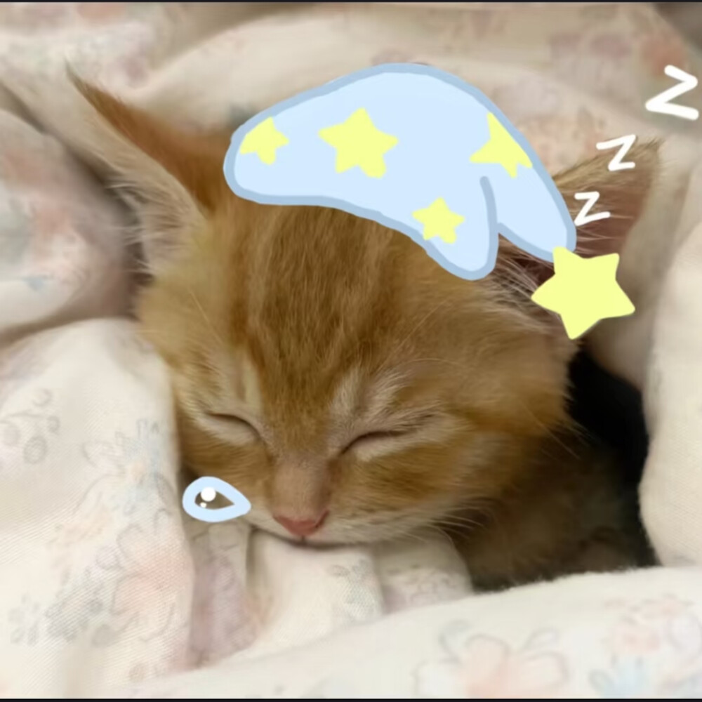 可爱猫咪表情包