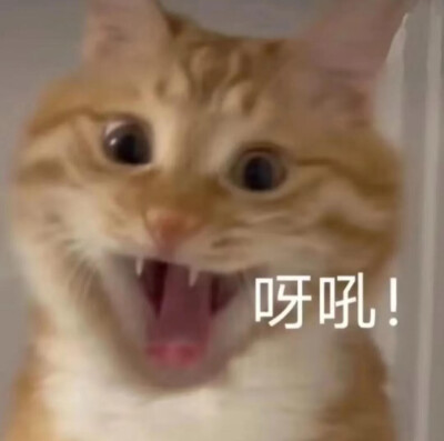 表情包大杂烩