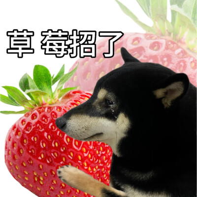 柴犬谐音梗表情包