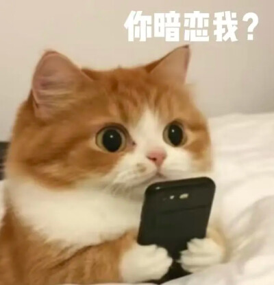 表情包