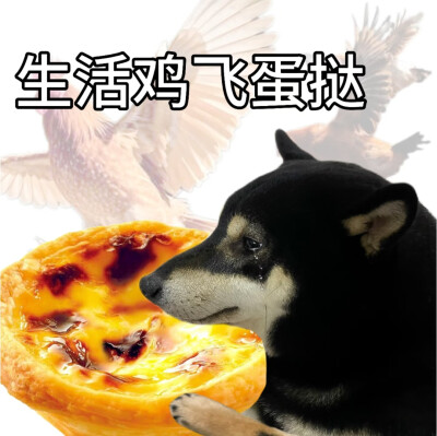 柴犬谐音梗表情包