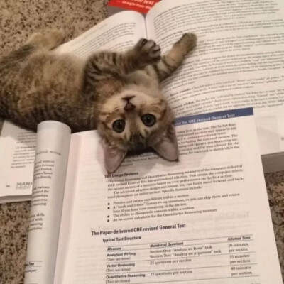 可爱猫咪表情包