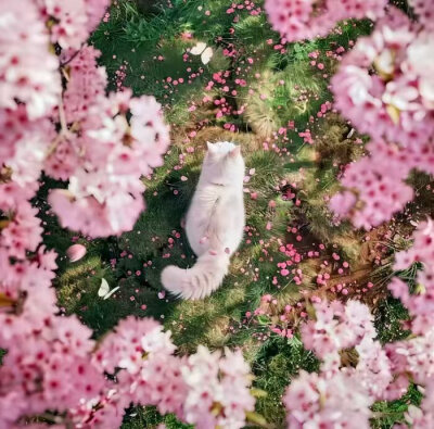 头像，壁纸，图源网络