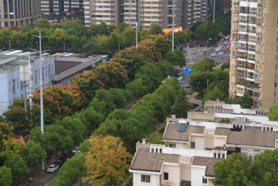 第一张是读初中时上学的路，现在栾树发力了，染出一条红黄区。
第二张是初中的食堂前的路，这张照片的路往里面看过去就变成一个圆形的隧道洞了。现在栾花洒铺在地上，当然这还不是最壮观的时候。
第三张是在松雅湖西…