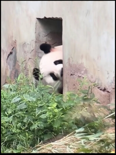 萌兰:我的粉丝都来了没有？