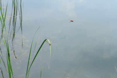 第一张是读初中时上学的路，现在栾树发力了，染出一条红黄区。
第二张是初中的食堂前的路，这张照片的路往里面看过去就变成一个圆形的隧道洞了。现在栾花洒铺在地上，当然这还不是最壮观的时候。
第三张是在松雅湖西…