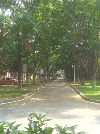 第一张是读初中时上学的路，现在栾树发力了，染出一条红黄区。
第二张是初中的食堂前的路，这张照片的路往里面看过去就变成一个圆形的隧道洞了。现在栾花洒铺在地上，当然这还不是最壮观的时候。
第三张是在松雅湖西…