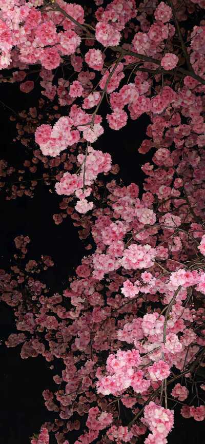 壁纸